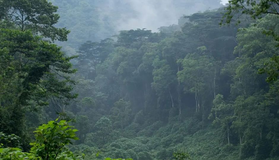 Gorilla Trekking in the Virunga Mountains