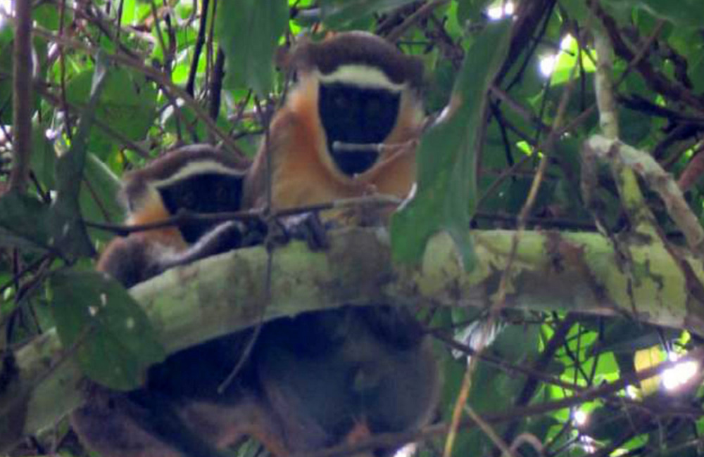 The Critically Endangered Dryas Monkeys of DR Congo