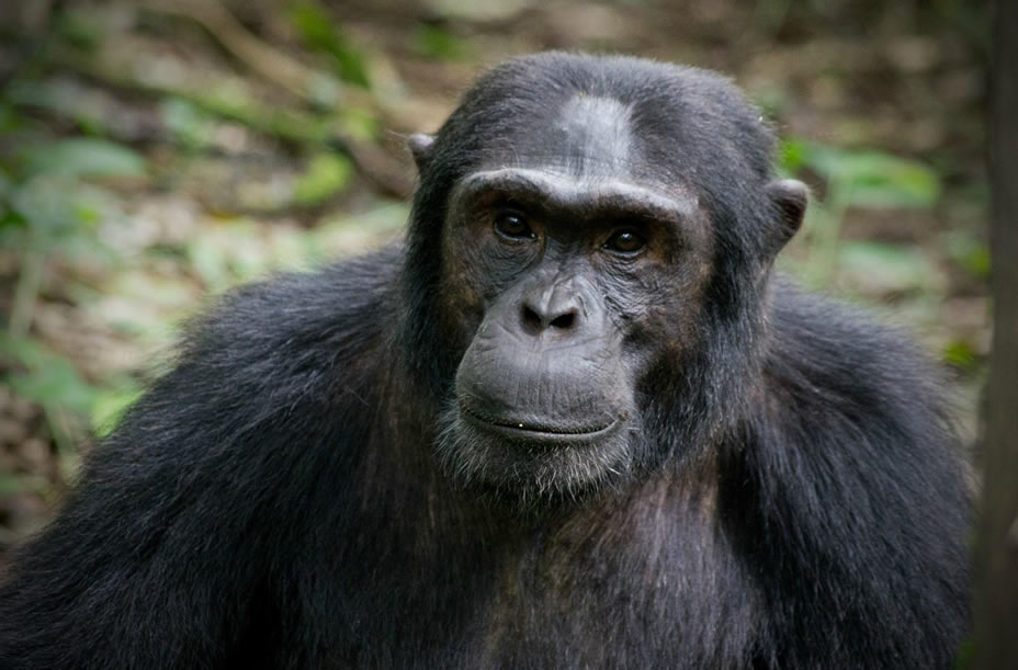 Meet the Primates of Uganda and Rwanda