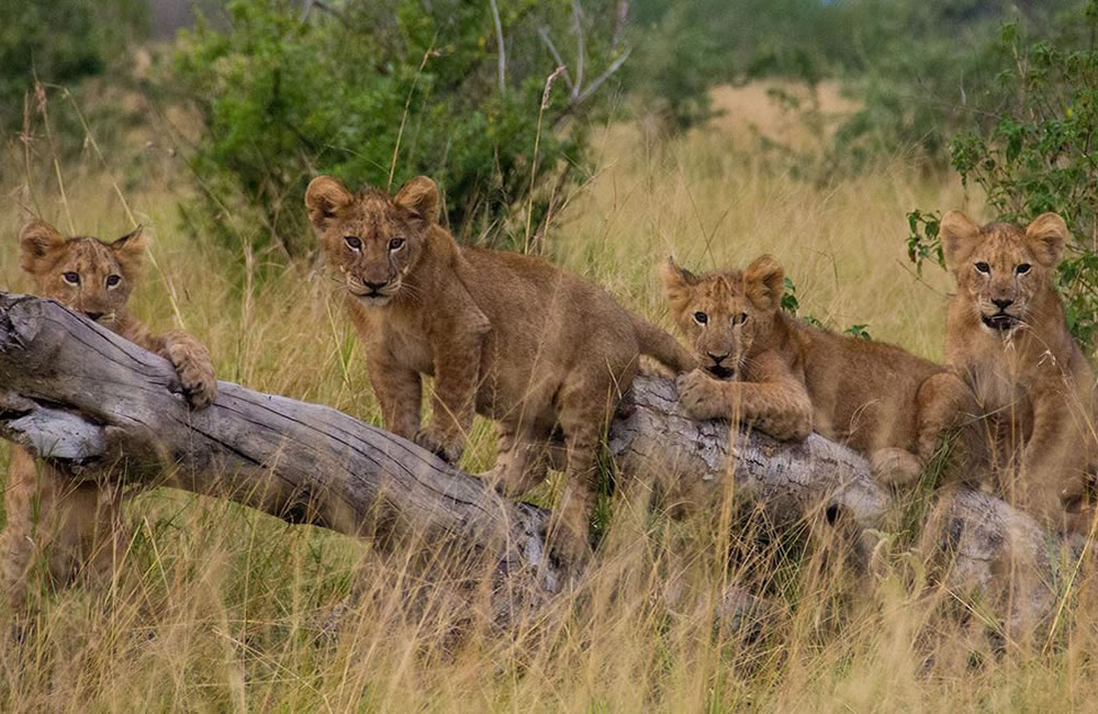 Tree Lions of Uganda