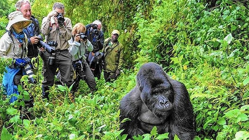 Why Go Mountain Gorilla Trekking in Africa